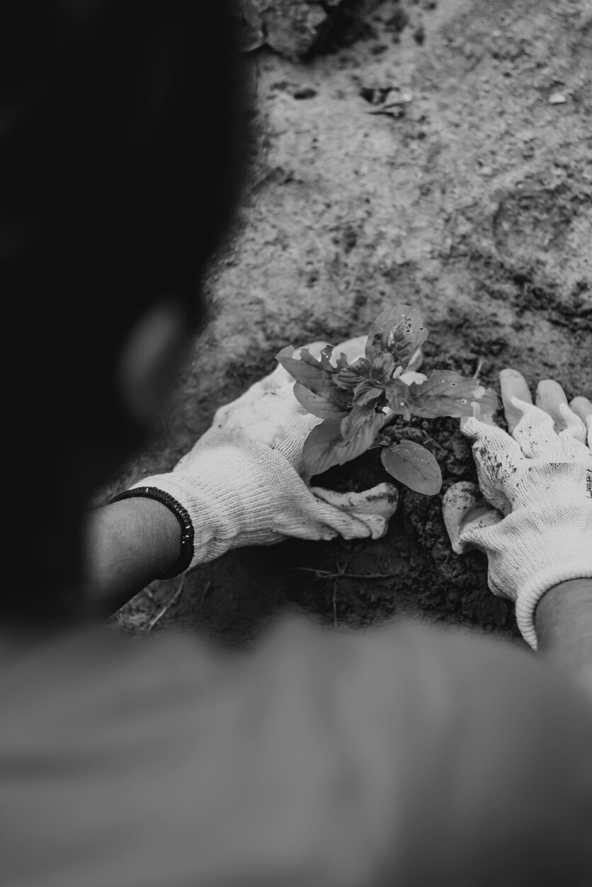 Woman Planting Seedling on Ground